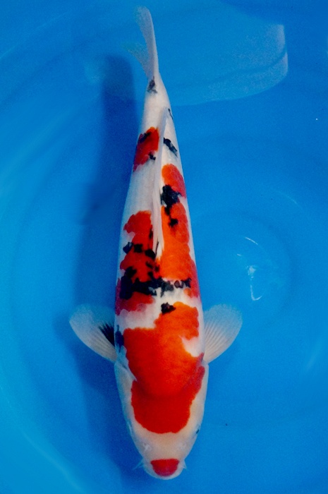 kuchebeni sanke 1506002