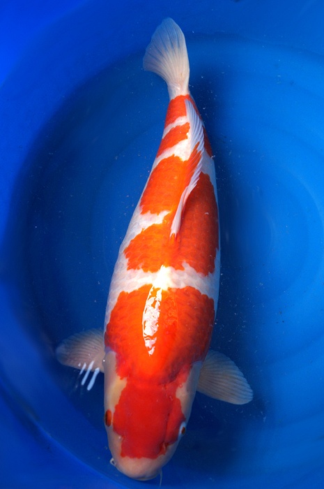 yondan kohaku 1507008