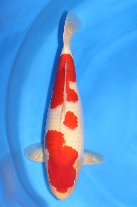 kohaku 1510004