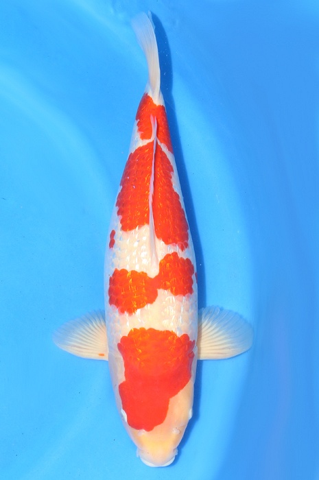 yondan ginrin kohaku 1510005