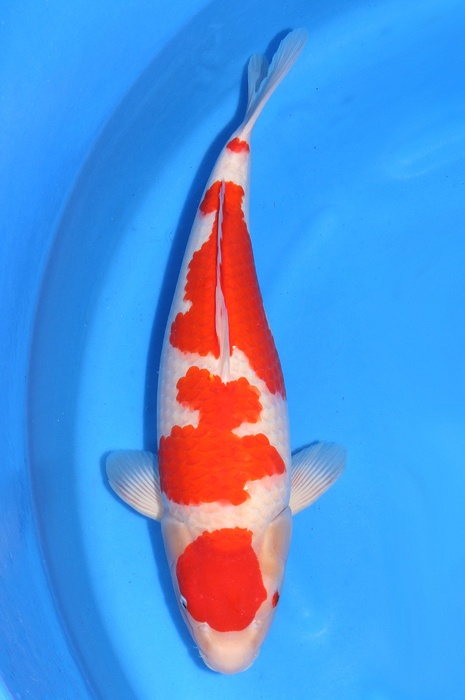 yondan kohaku 1510006