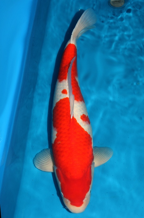 kohaku 1510011
