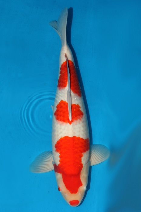 kuchibeni kohaku 1510020