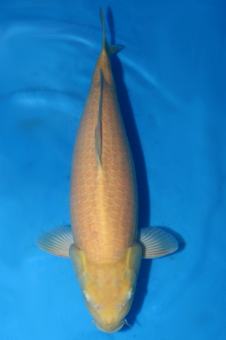 karashigoi 1510028
