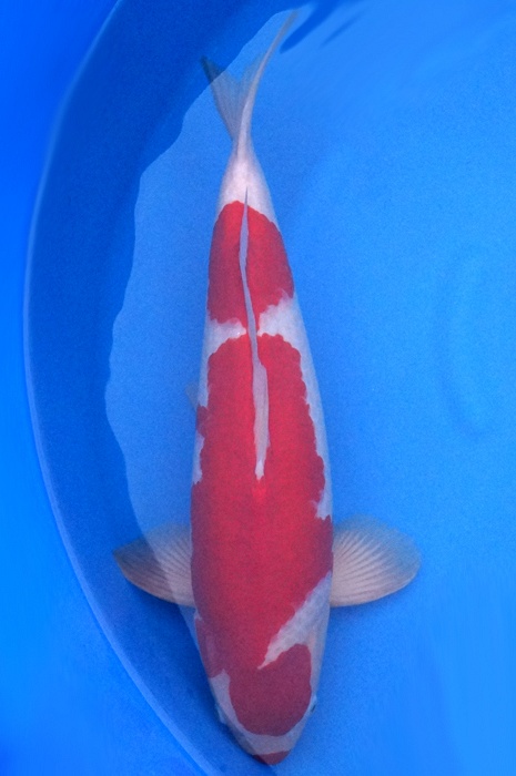 kohaku 1510038