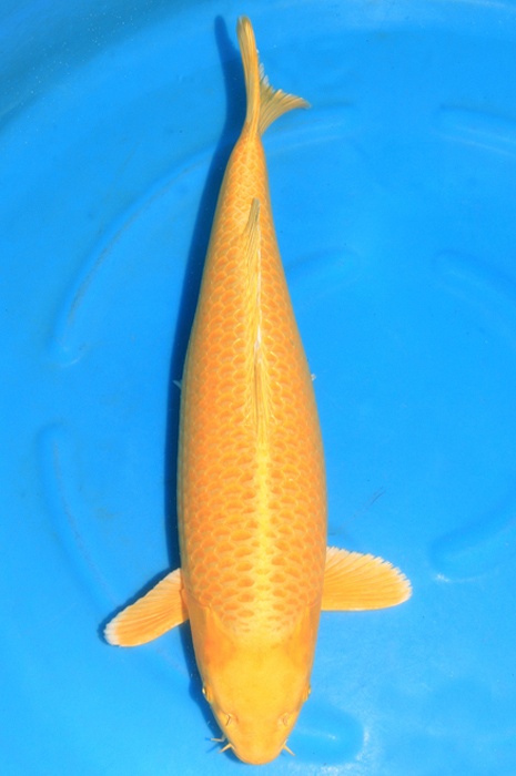 yam 1510042