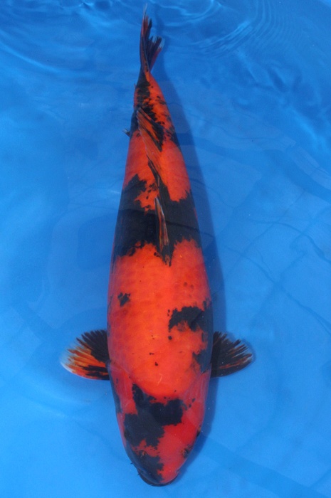 hi utsuri 1510047