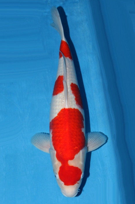 meerstaps kohaku 1511057