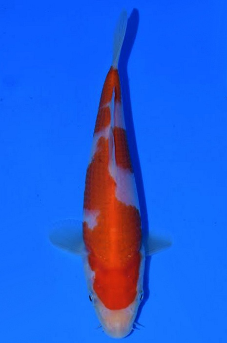 kohaku 1511062
