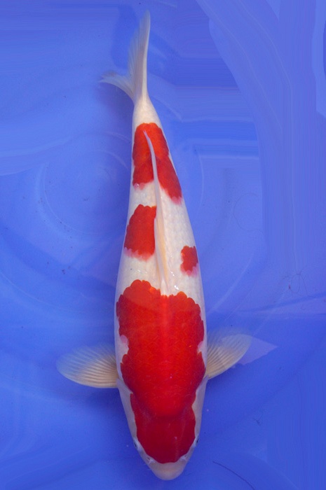 meerstaps kohaku 1511066
