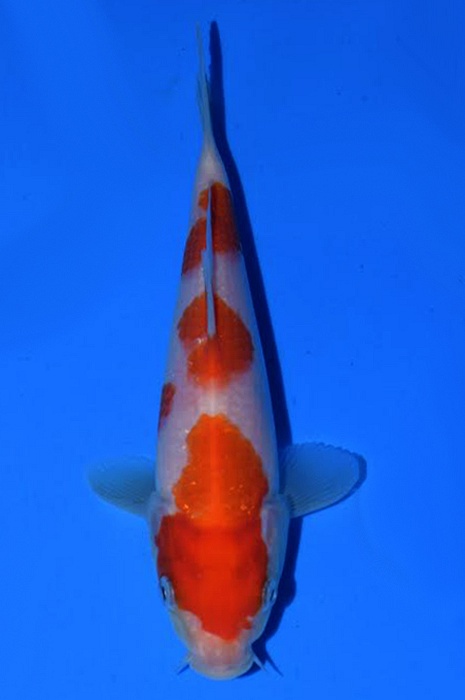 meerstaps kohaku 1511067