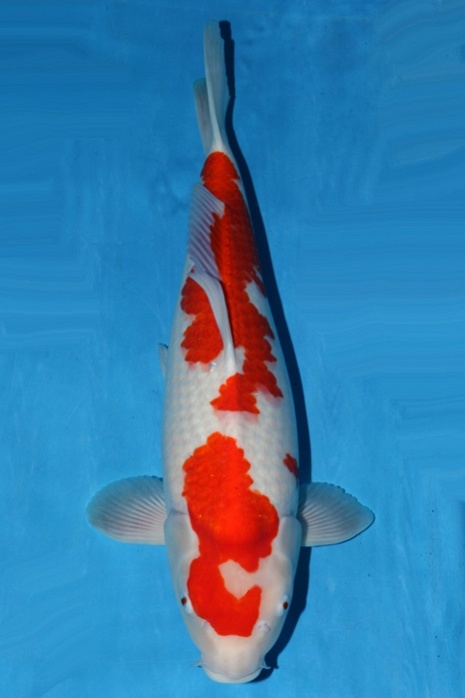 nidan kohaku 1511068