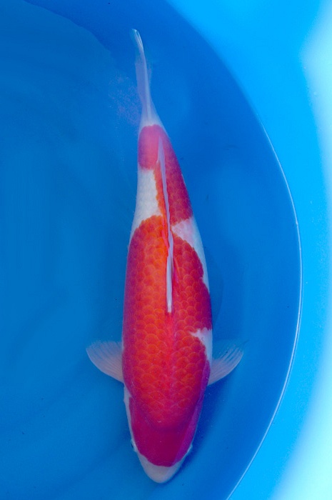 kohaku 1603011