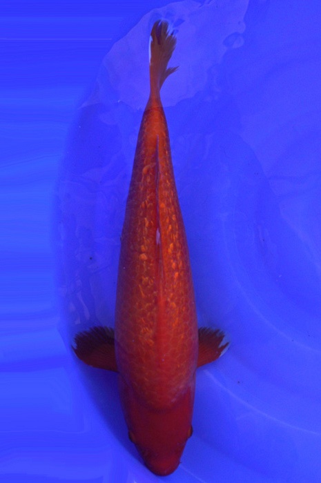 benigoi 1603045