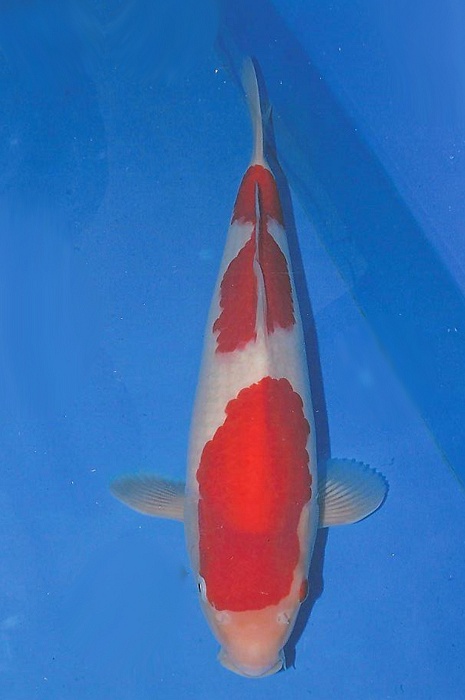 kohaku 1603204