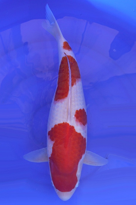 meerstaps kohaku 1603205