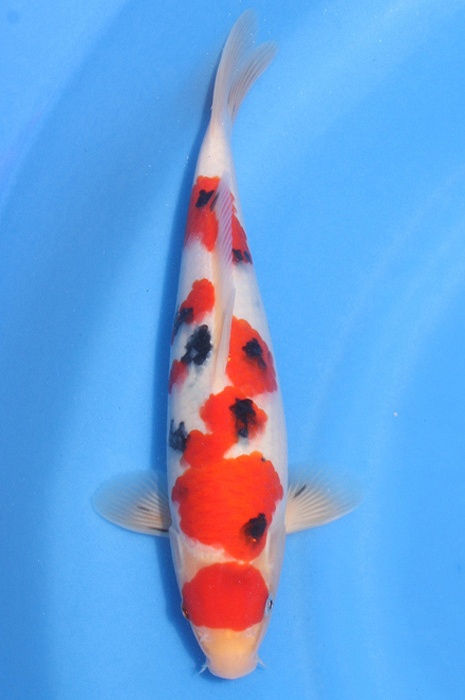 maruten meerstaps sanke T-Ryu 1604006
