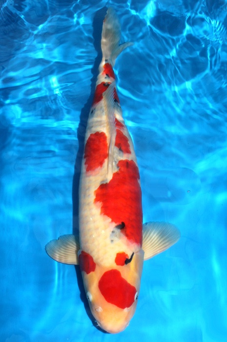 meerstaps sanke 1610002