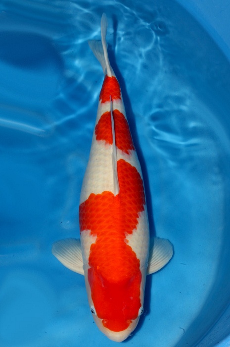 kohaku 1611037