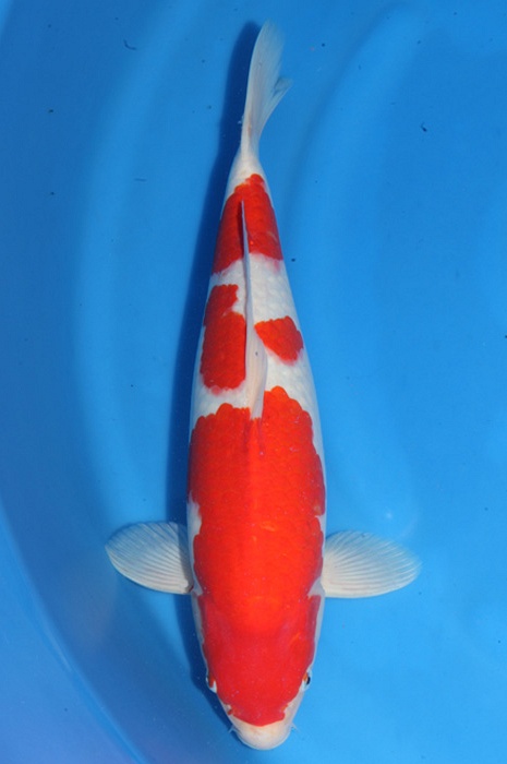 kohaku 1611139