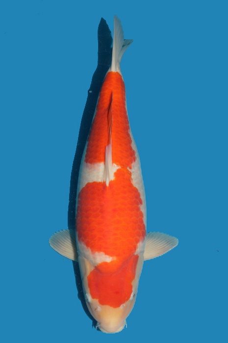 nidan kohaku 1611501