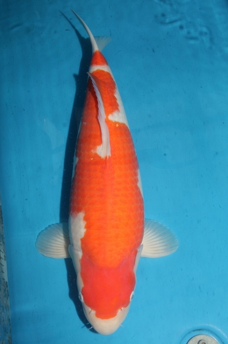 kohaku 1611504