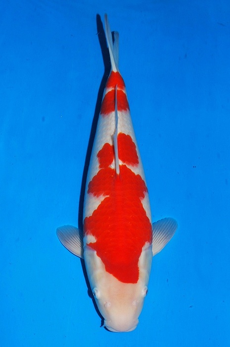kohaku 1611511