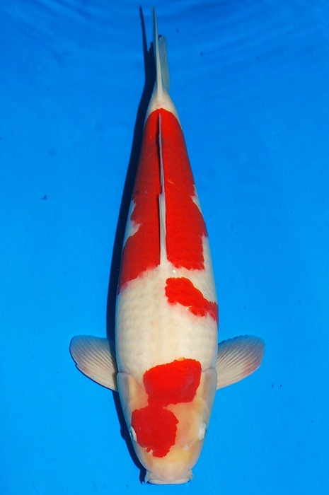 kohaku 1611512