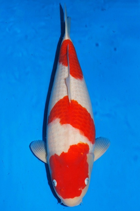 kohaku 1611519
