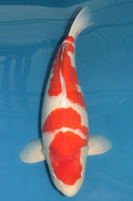 kohaku 1611530