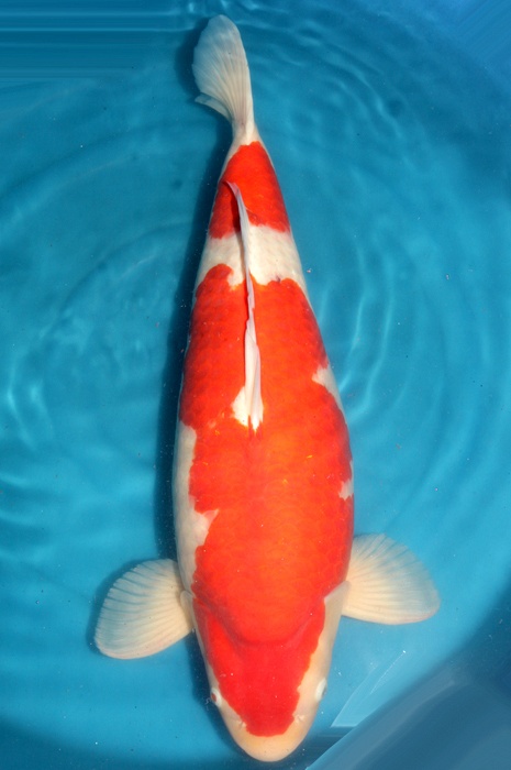 kohaku 1611535