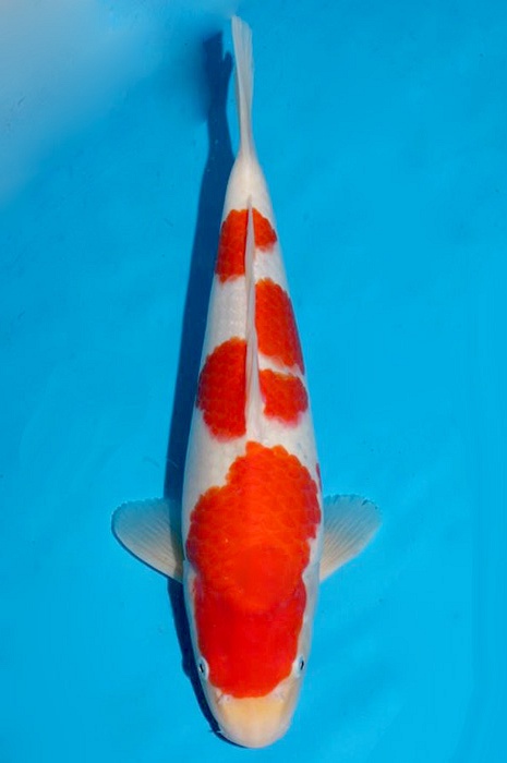 meerstaps kohaku 1702013