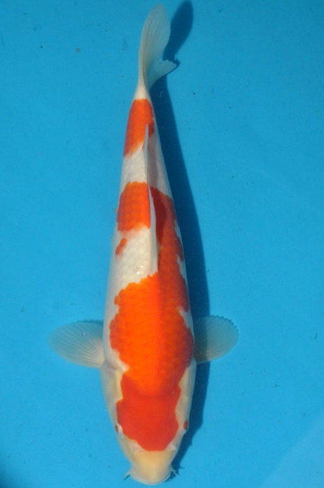 meerstaps kohaku 1702080