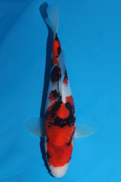 showa 1703021
