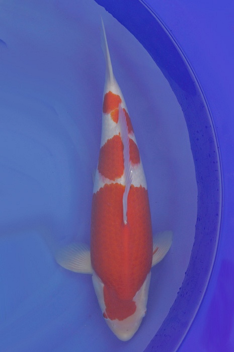 meerstaps kohaku 1703135