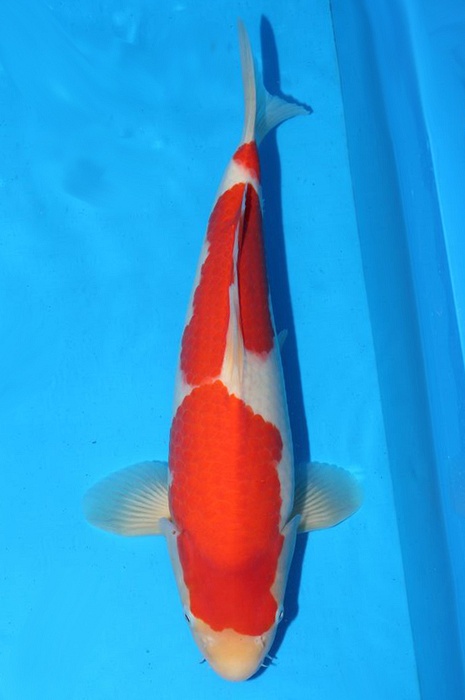 kohaku 1703136
