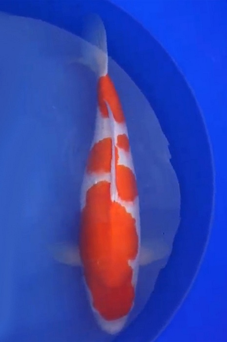 meerstaps kohaku 1704003