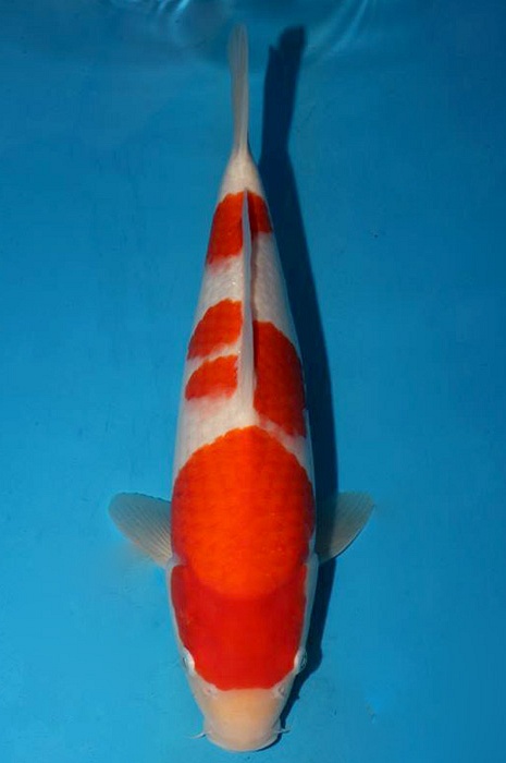 meerstaps kohaku 1704004