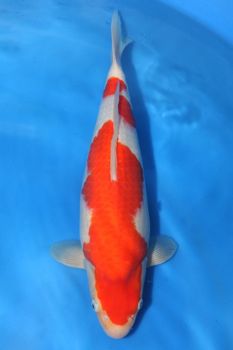 kohaku 1704016