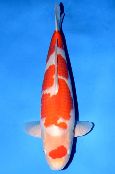 maruten kohaku 1710001