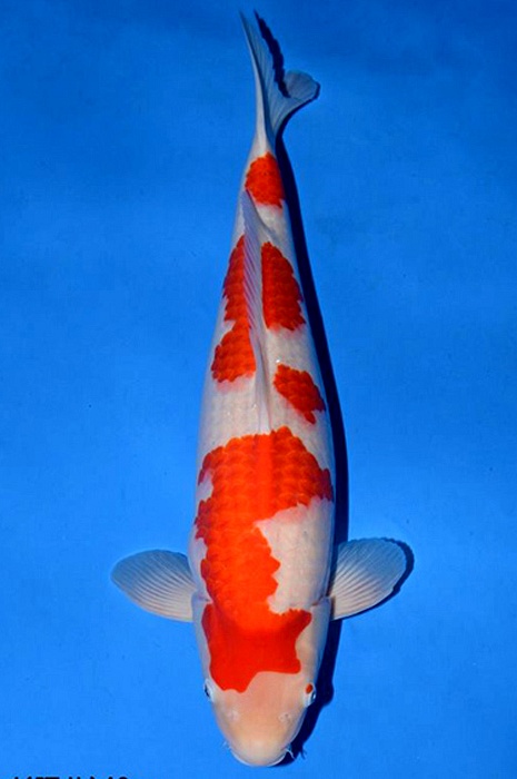 meerstaps kohaku 1710002
