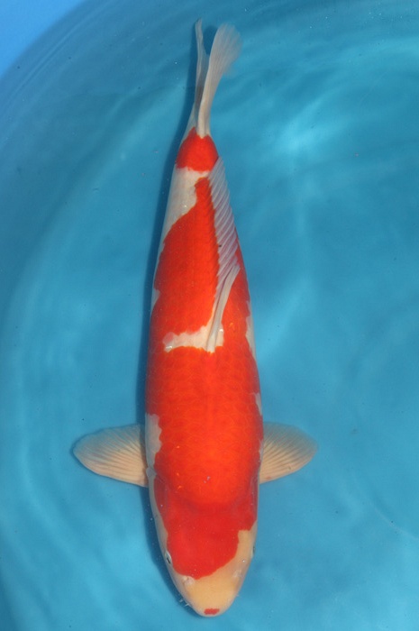 kohaku 1710006