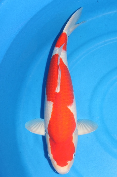kohaku 1710014