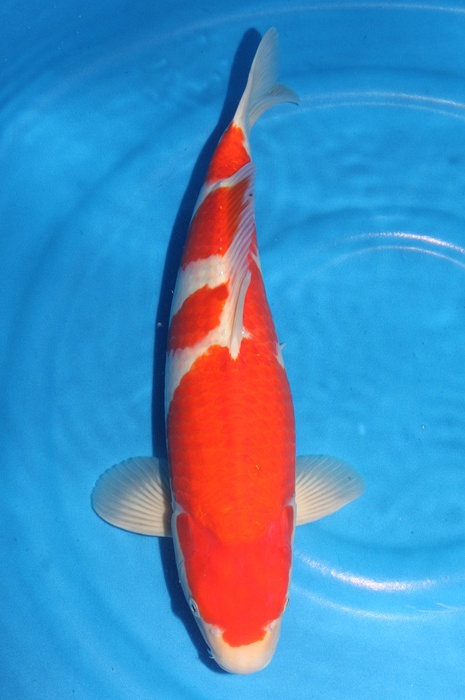 kohaku 1710015