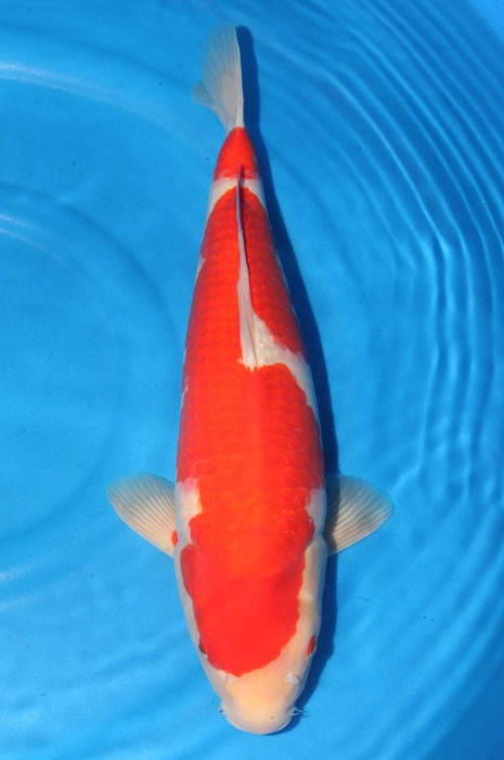 kohaku 1710016