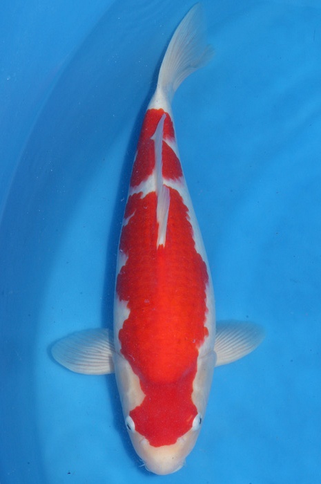meerstaps kohaku 1710022