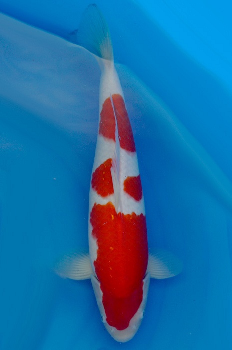 meerstaps kohaku 1710033