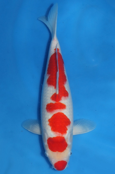 meerstaps kuchebeni kohaku 1710034