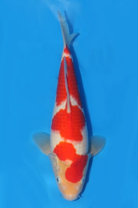 yondan kohaku 1710039