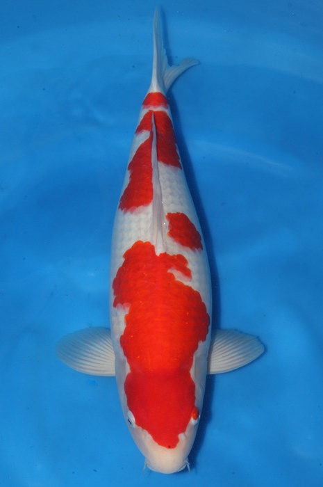 kohaku 1710049